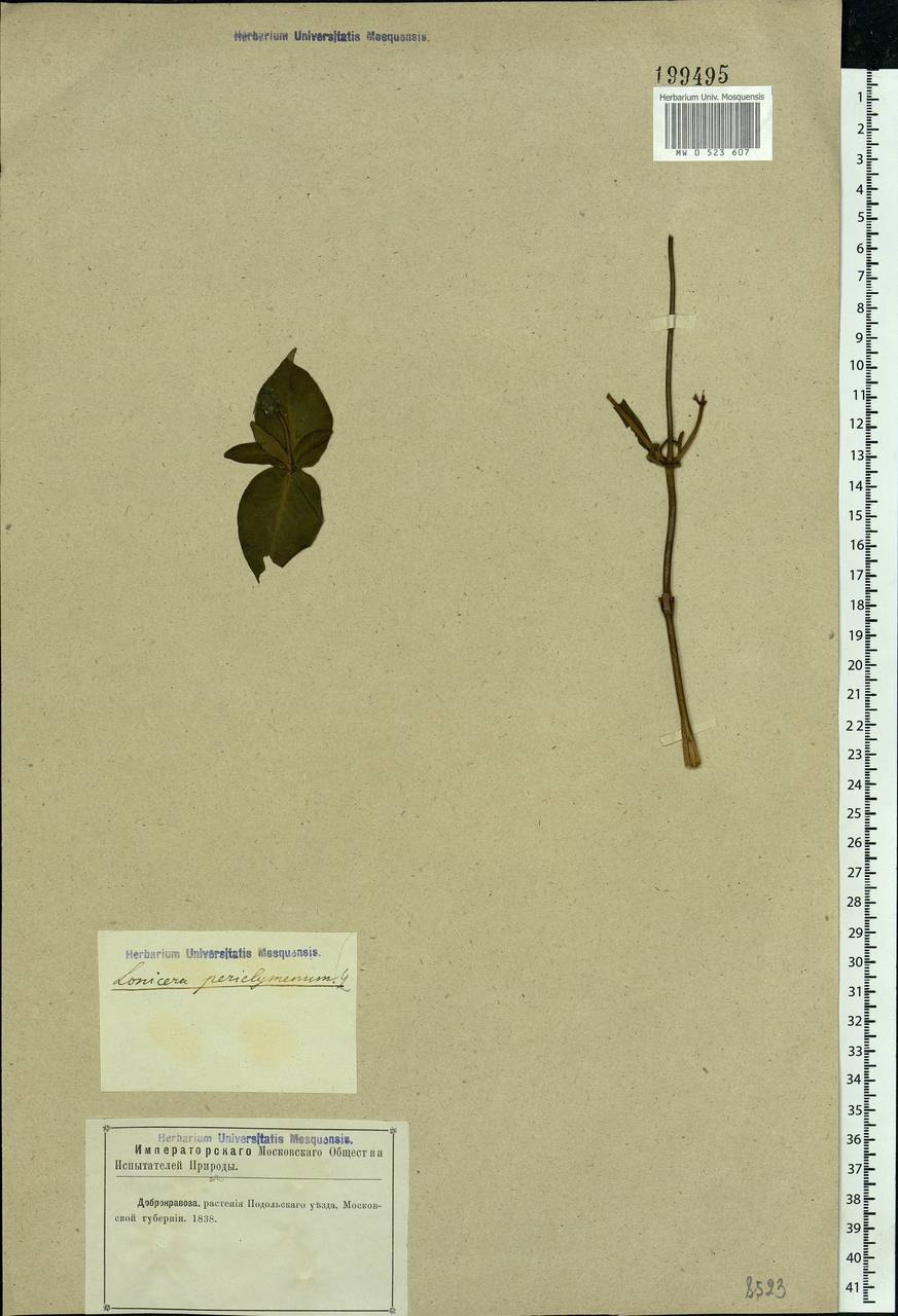 Lonicera periclymenum L., Eastern Europe, Moscow region (E4a) (Russia)