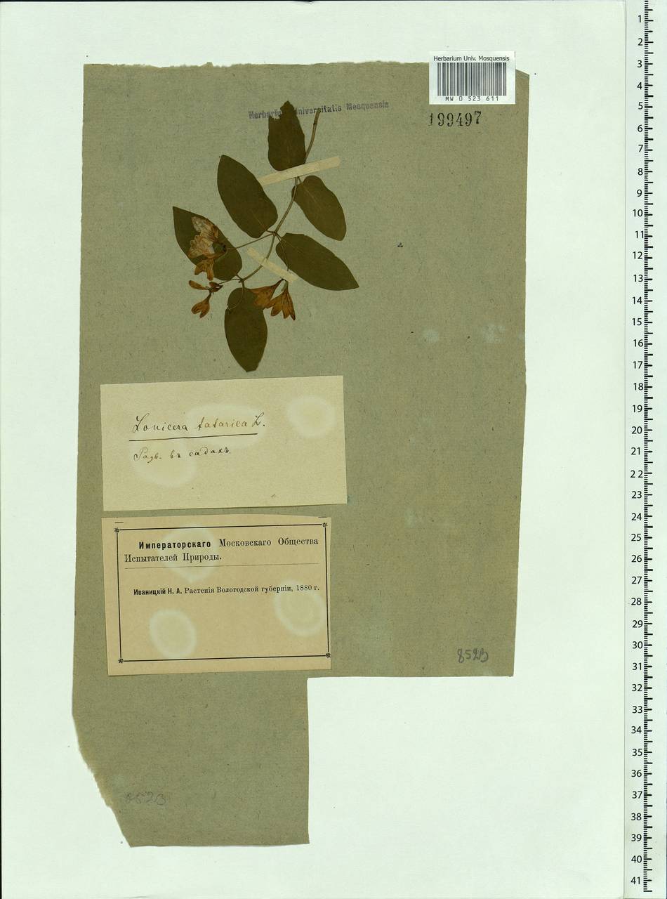 Lonicera tatarica L., Eastern Europe, Northern region (E1) (Russia)