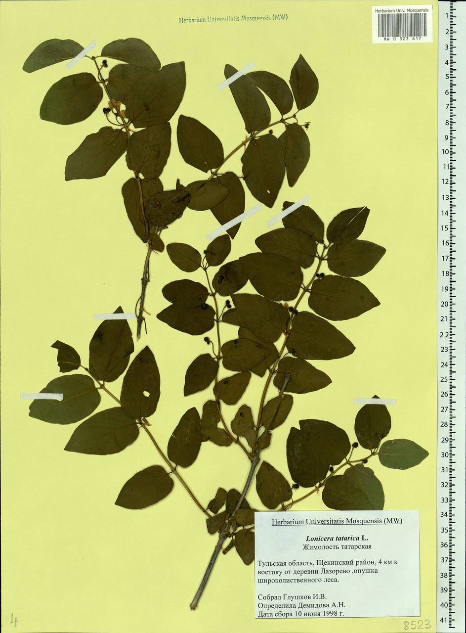 Lonicera tatarica L., Eastern Europe, Central region (E4) (Russia)