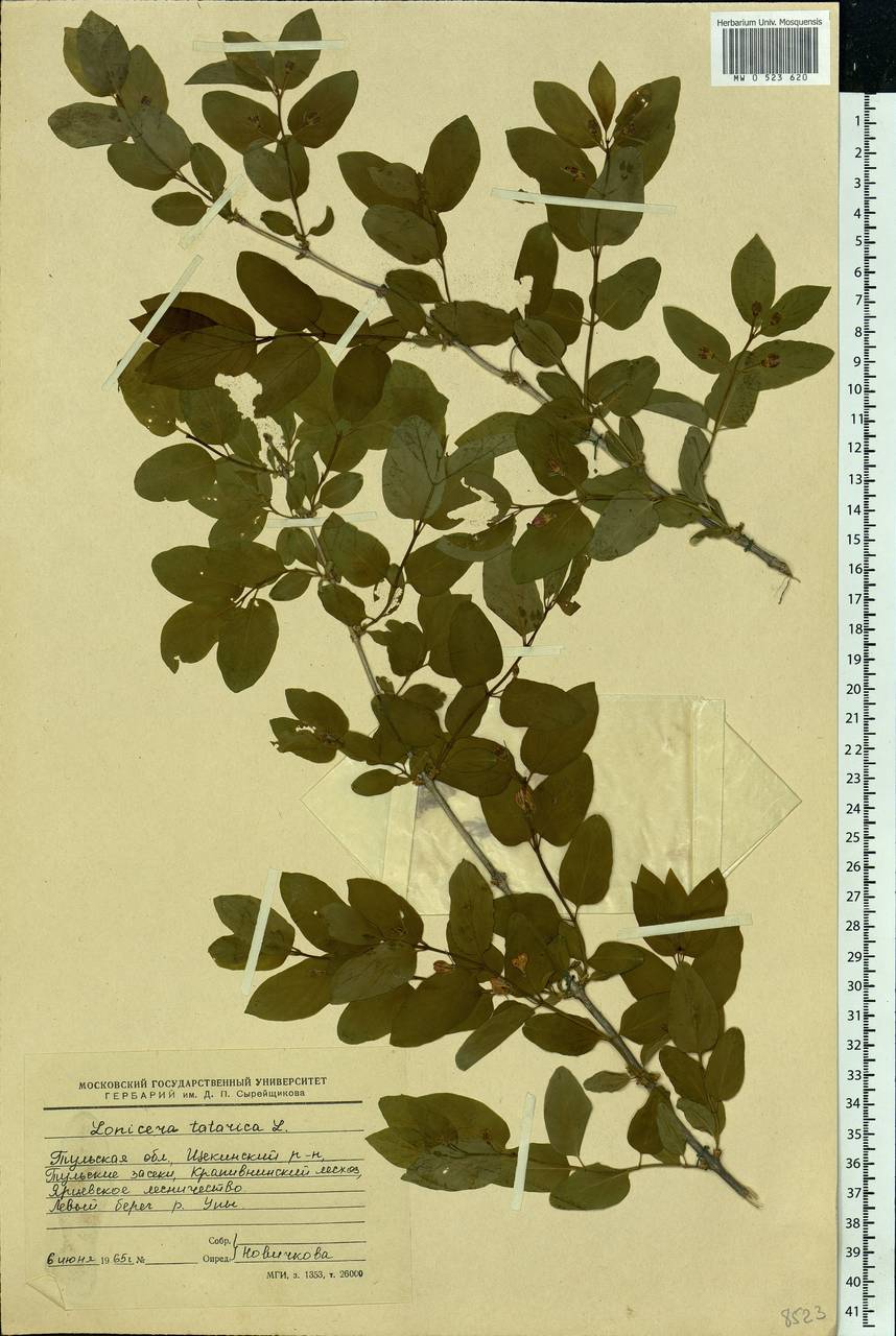 Lonicera tatarica L., Eastern Europe, Central region (E4) (Russia)