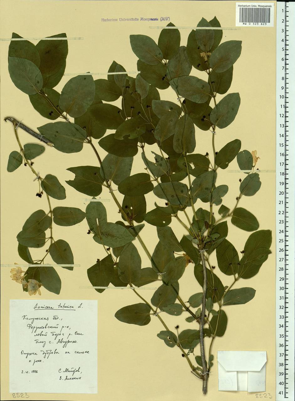 Lonicera tatarica L., Eastern Europe, Central region (E4) (Russia)