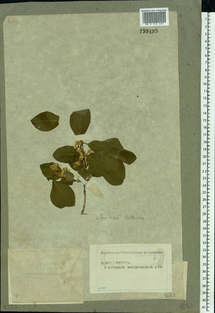 Lonicera tatarica L., Eastern Europe, Moscow region (E4a) (Russia)