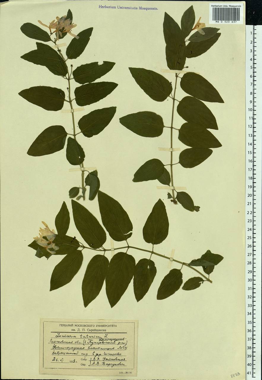 Lonicera tatarica L., Eastern Europe, Moscow region (E4a) (Russia)