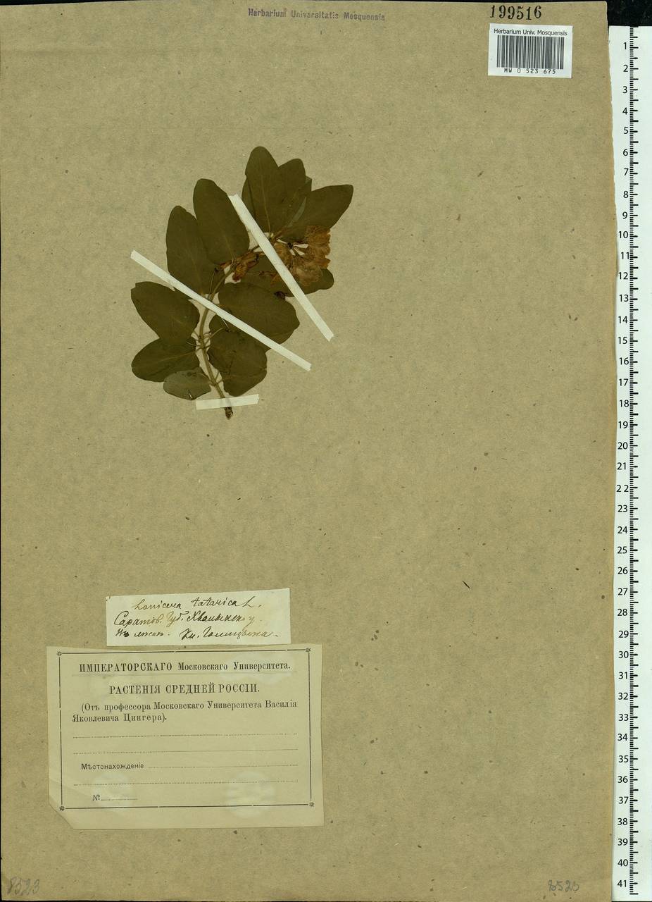 Lonicera tatarica L., Eastern Europe, Middle Volga region (E8) (Russia)