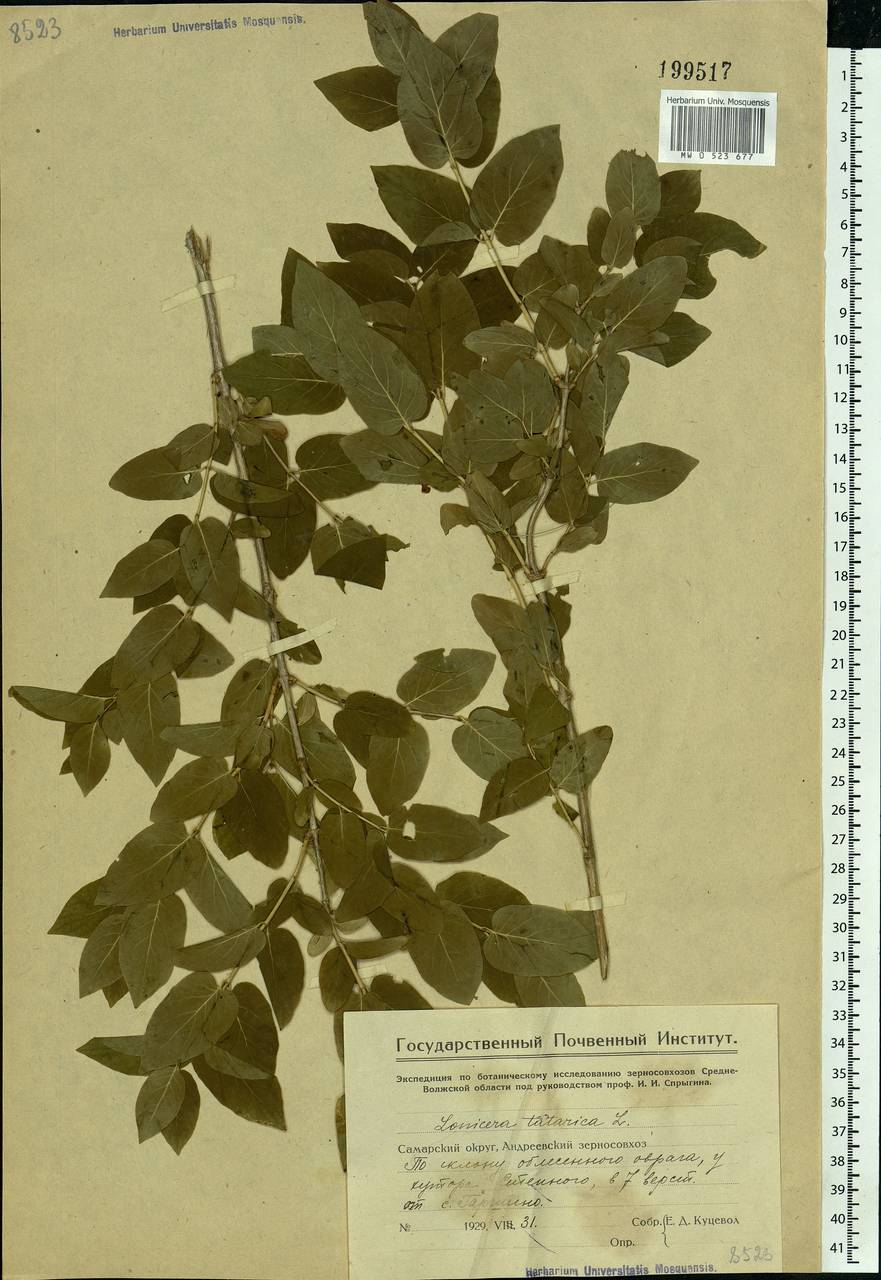 Lonicera tatarica L., Eastern Europe, Eastern region (E10) (Russia)