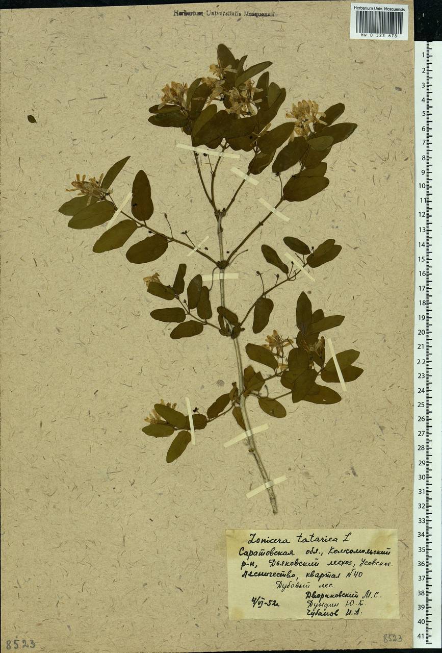 Lonicera tatarica L., Eastern Europe, Lower Volga region (E9) (Russia)