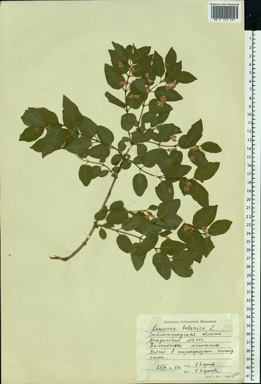 Lonicera tatarica L., Eastern Europe, Lower Volga region (E9) (Russia)