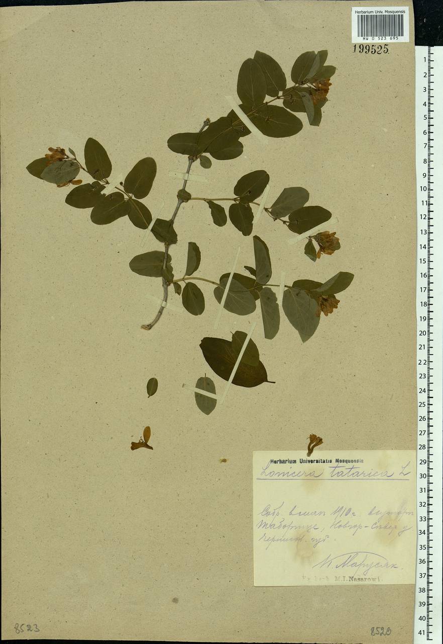 Lonicera tatarica L., Eastern Europe, North Ukrainian region (E11) (Ukraine)