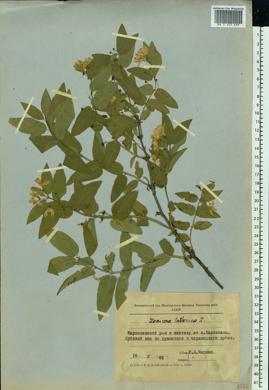 Lonicera tatarica L., Eastern Europe, Moldova (E13a) (Moldova)