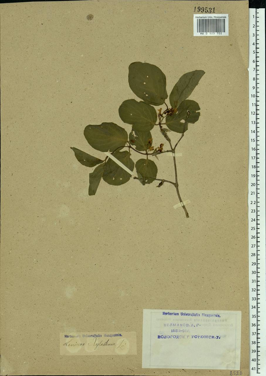 Lonicera xylosteum L., Eastern Europe, Northern region (E1) (Russia)