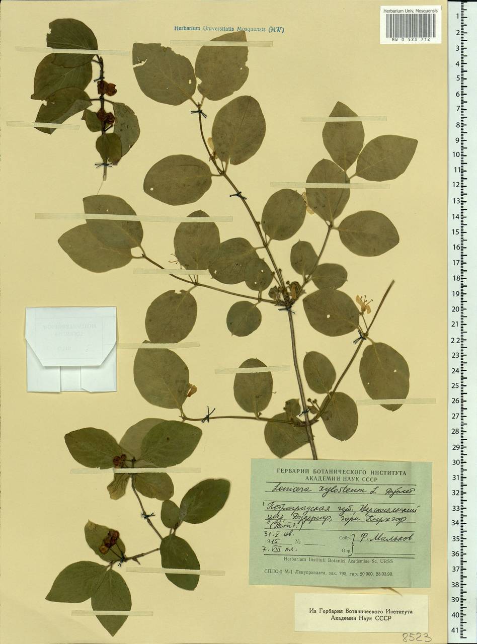 Lonicera xylosteum L., Eastern Europe, North-Western region (E2) (Russia)