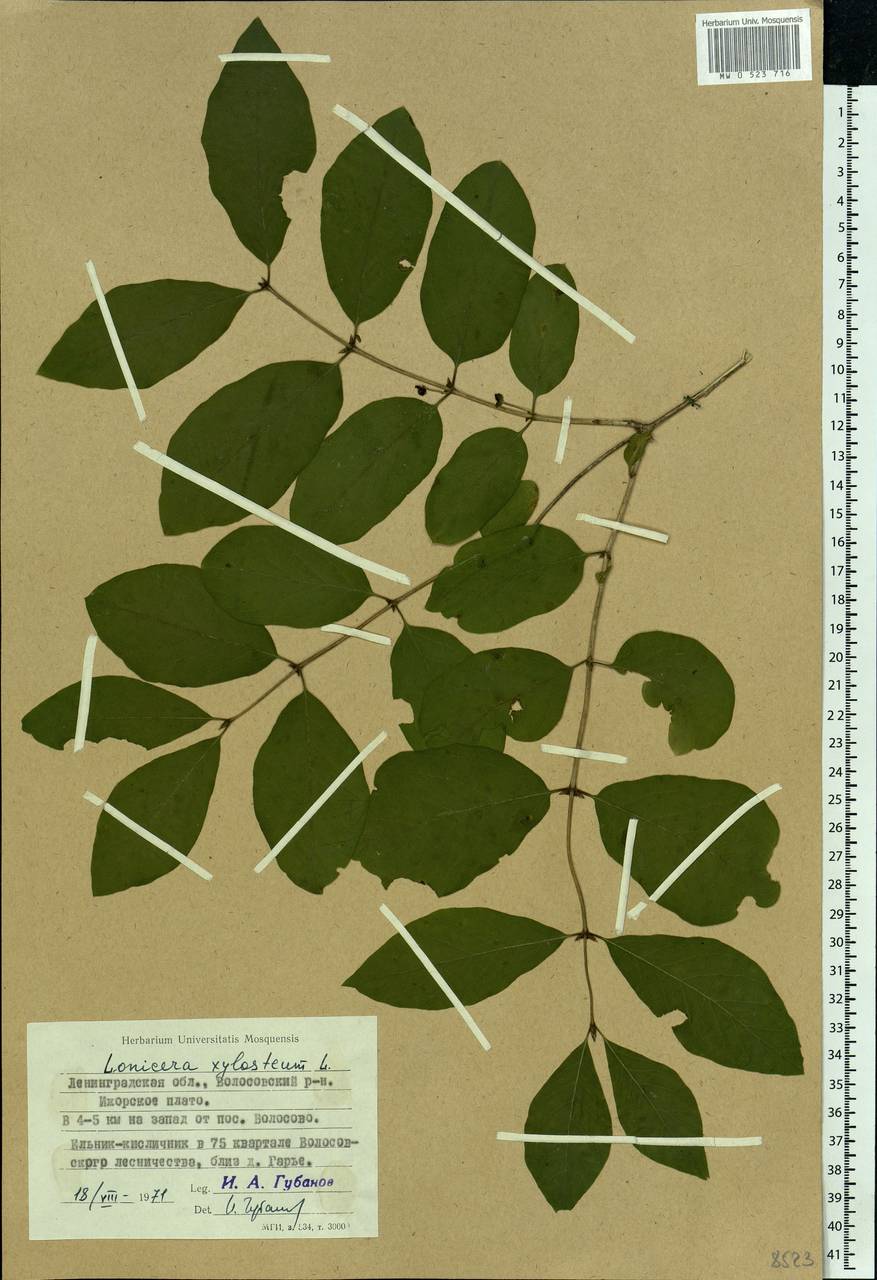 Lonicera xylosteum L., Eastern Europe, North-Western region (E2) (Russia)
