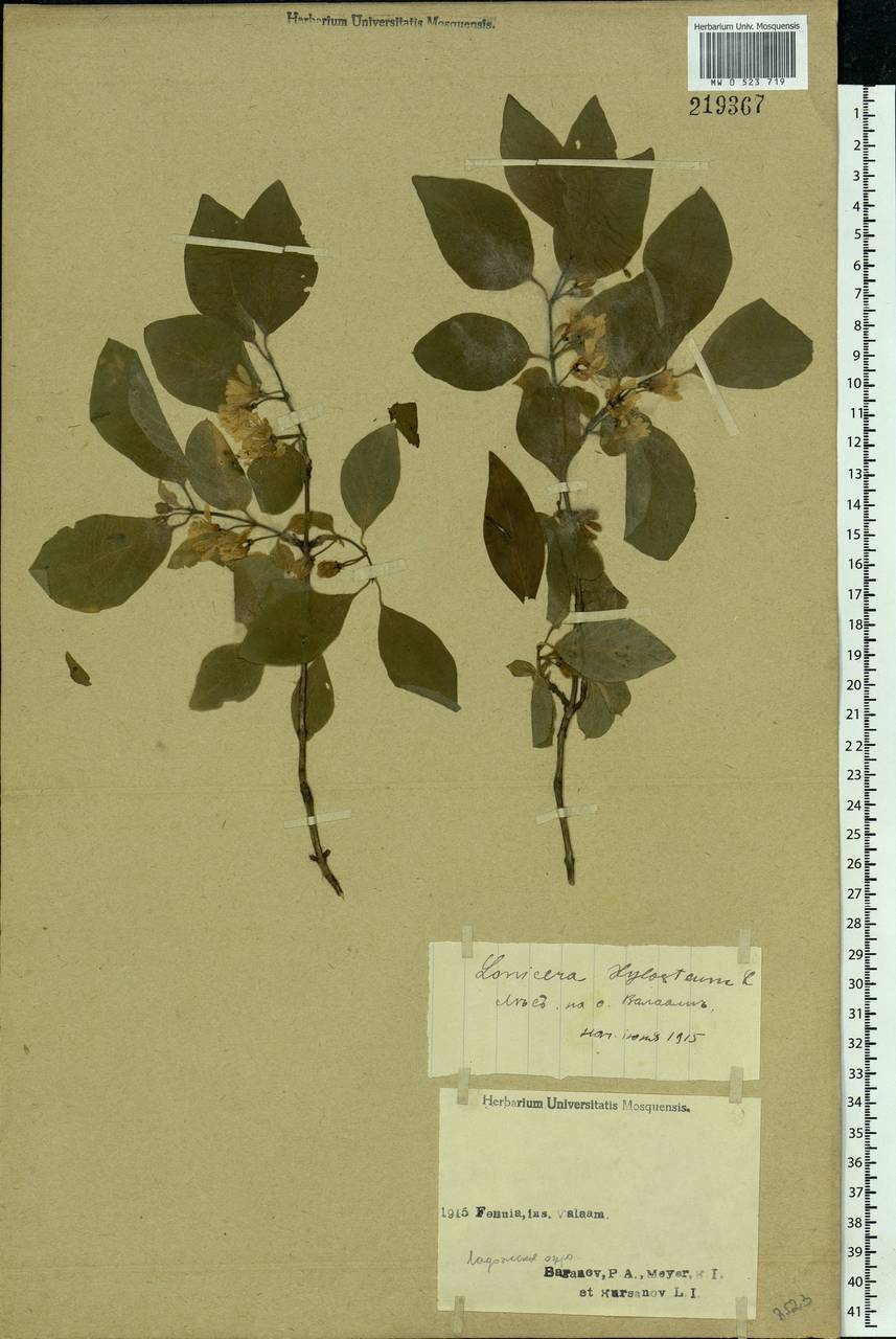 Lonicera xylosteum L., Eastern Europe, Northern region (E1) (Russia)