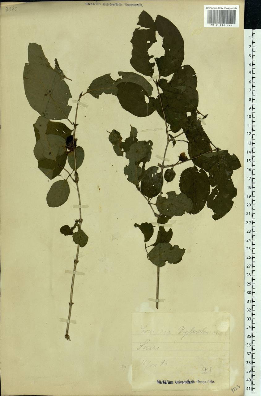 Lonicera xylosteum L., Eastern Europe, Estonia (E2c) (Estonia)