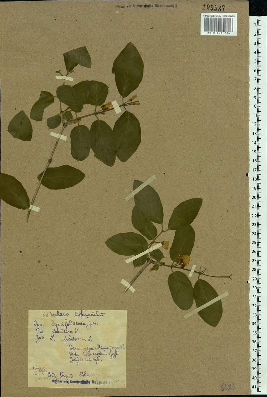 Lonicera xylosteum L., Eastern Europe, North-Western region (E2) (Russia)