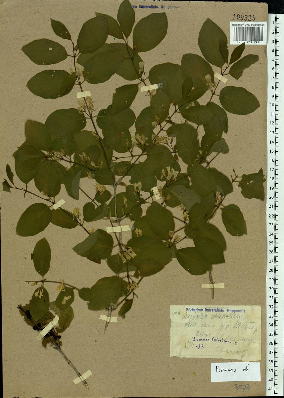 Lonicera xylosteum L., Eastern Europe, Central region (E4) (Russia)