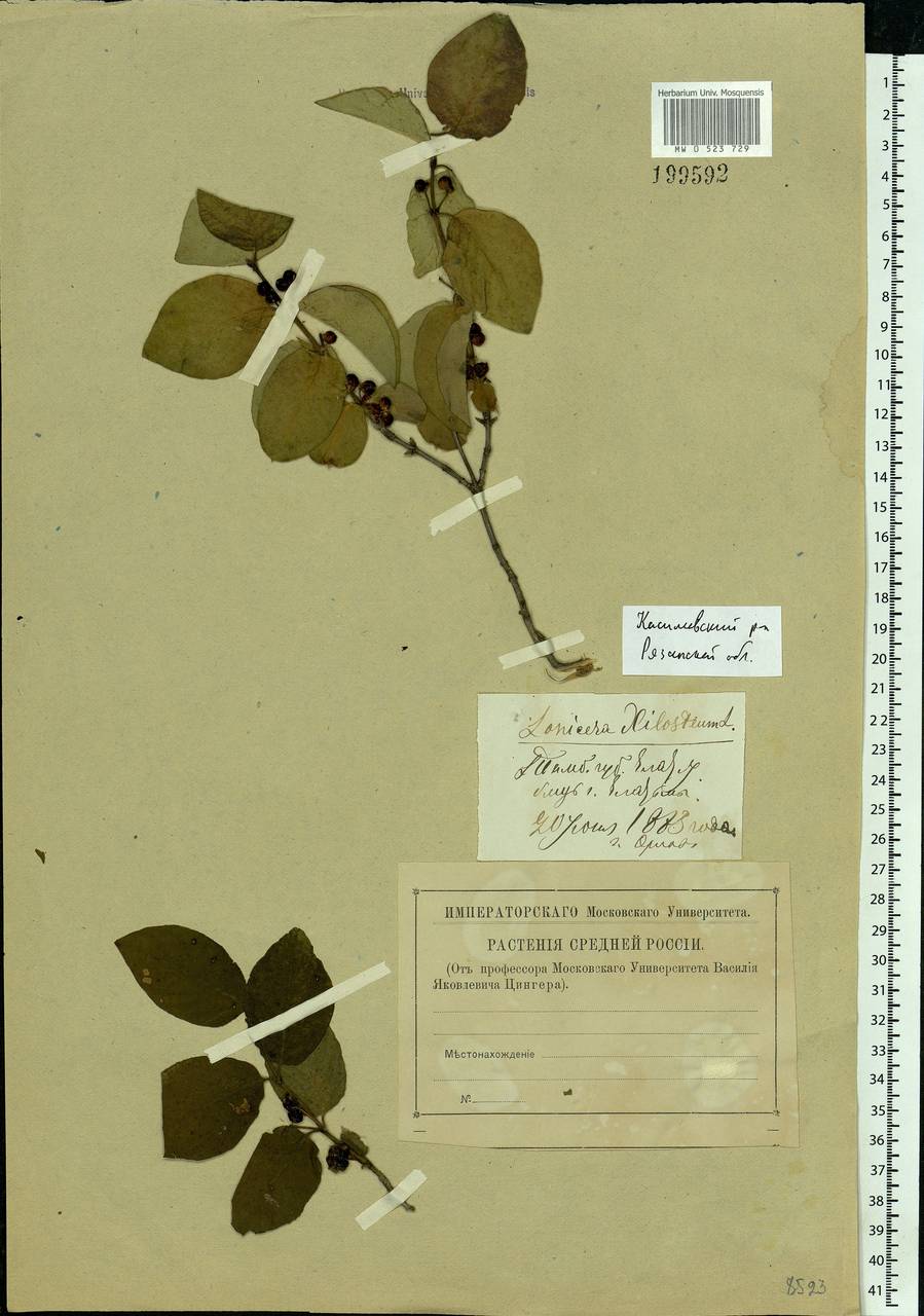 Lonicera xylosteum L., Eastern Europe, Central region (E4) (Russia)