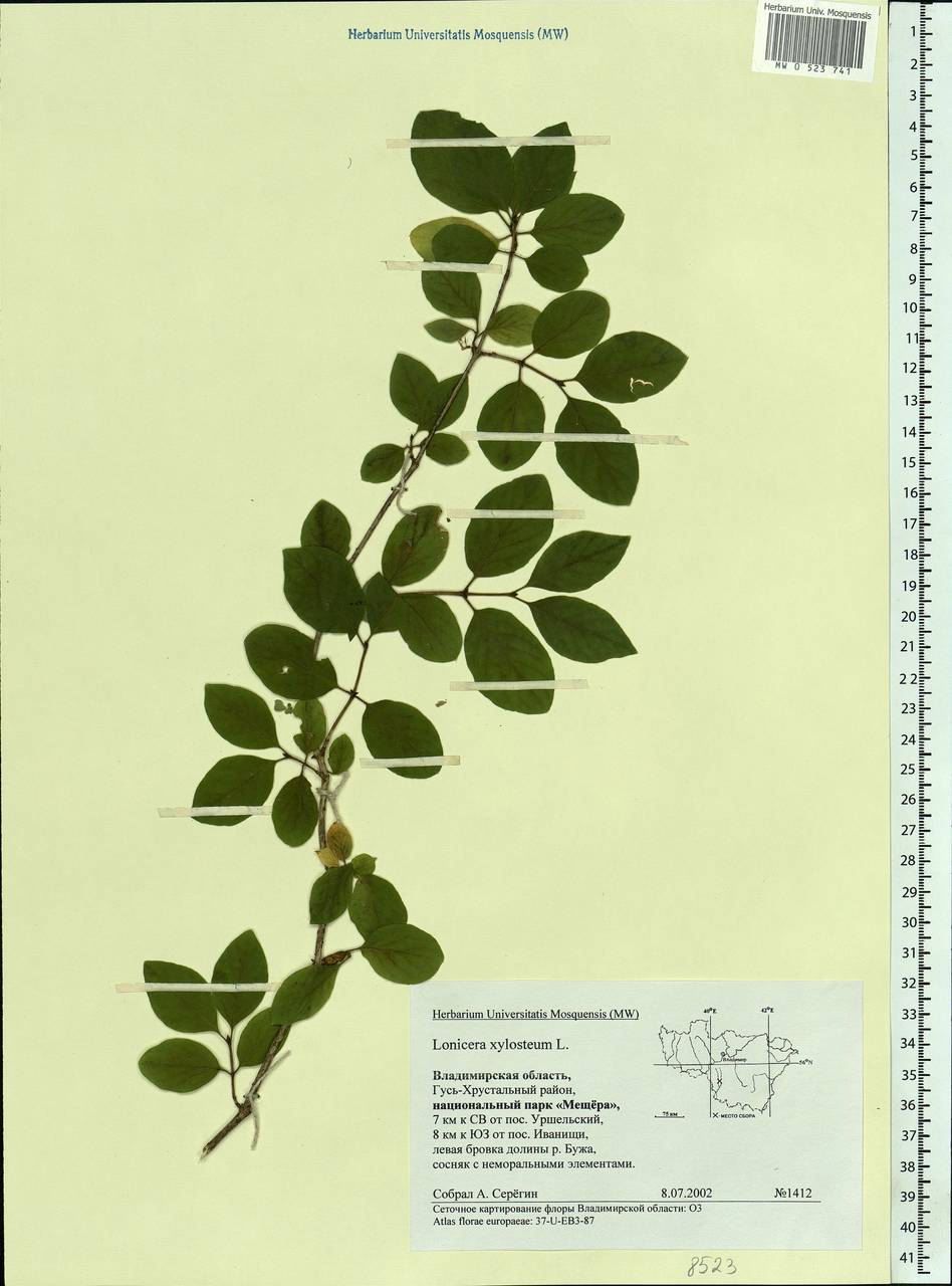 Lonicera xylosteum L., Eastern Europe, Central region (E4) (Russia)