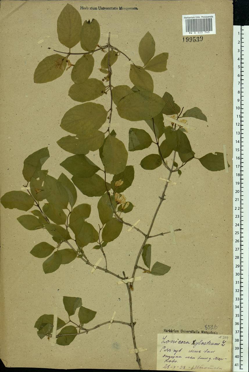 Lonicera xylosteum L., Eastern Europe, Central region (E4) (Russia)