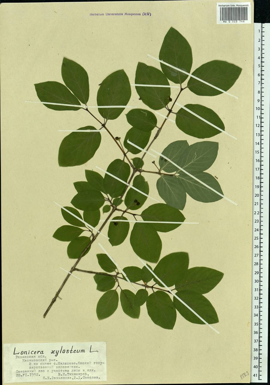 Lonicera xylosteum L., Eastern Europe, Central region (E4) (Russia)