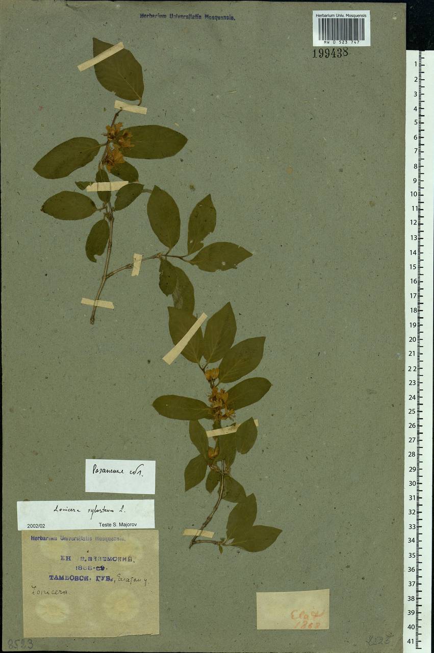 Lonicera xylosteum L., Eastern Europe, Central region (E4) (Russia)