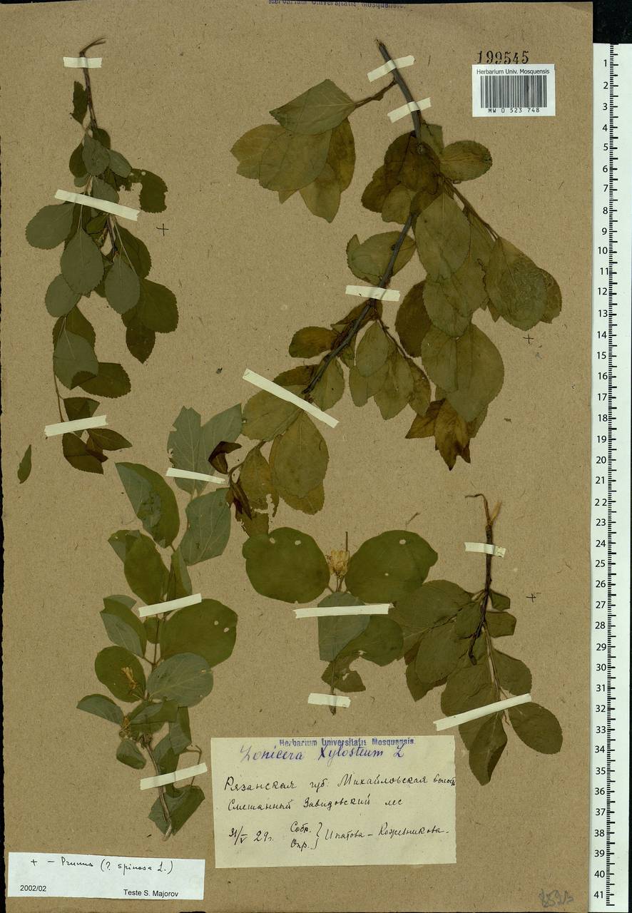 Lonicera xylosteum L., Eastern Europe, Central region (E4) (Russia)
