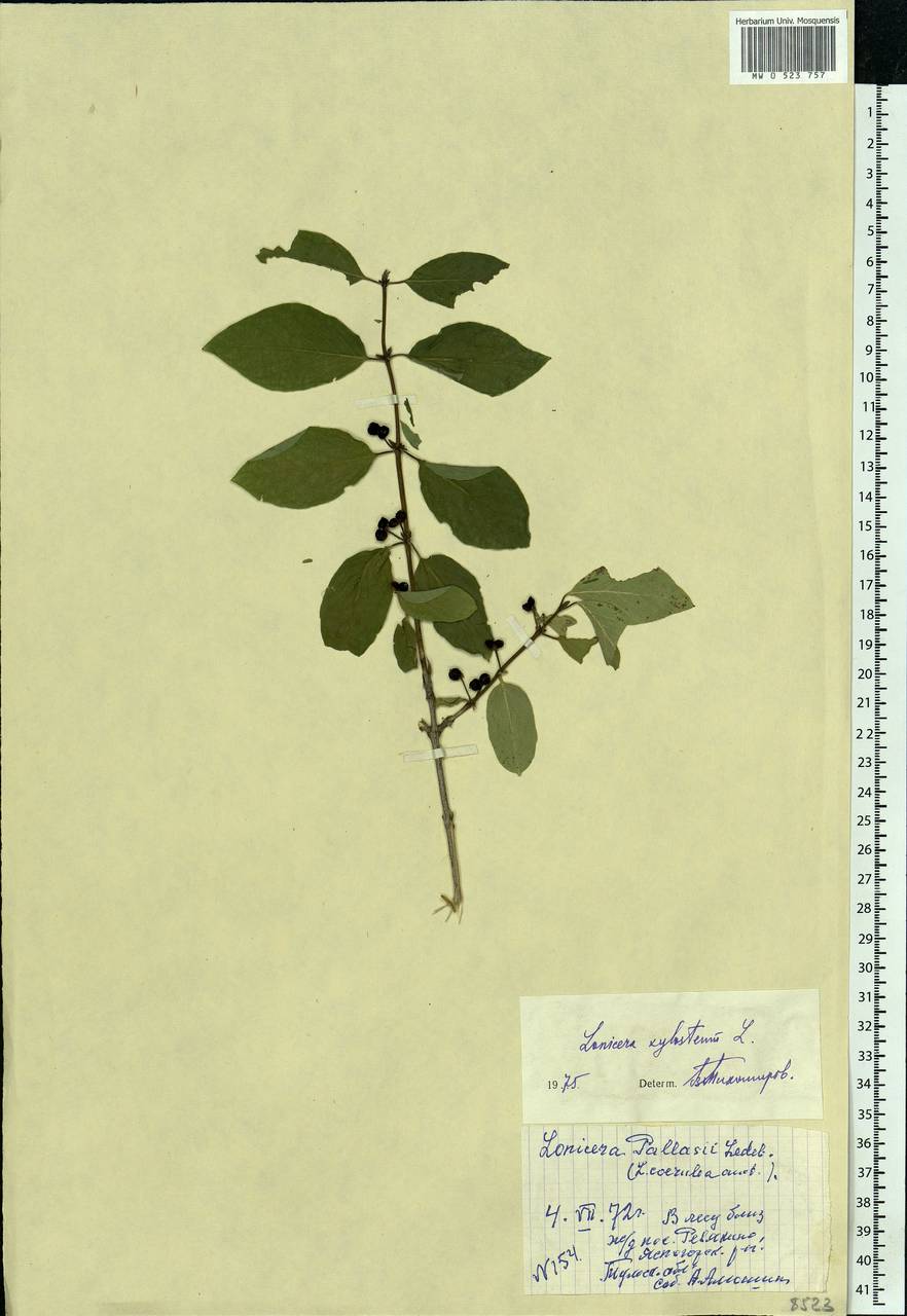 Lonicera xylosteum L., Eastern Europe, Central region (E4) (Russia)