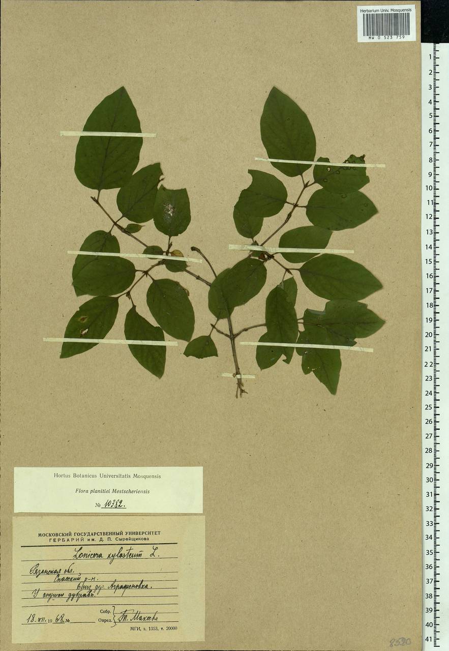 Lonicera xylosteum L., Eastern Europe, Central region (E4) (Russia)