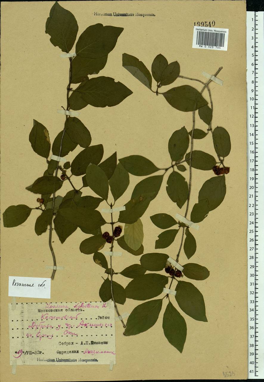 Lonicera xylosteum L., Eastern Europe, Central region (E4) (Russia)