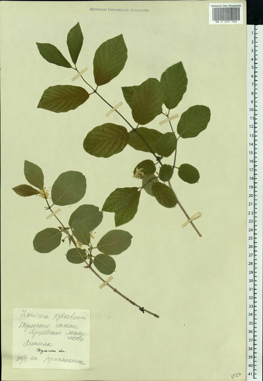 Lonicera xylosteum L., Eastern Europe, Central region (E4) (Russia)