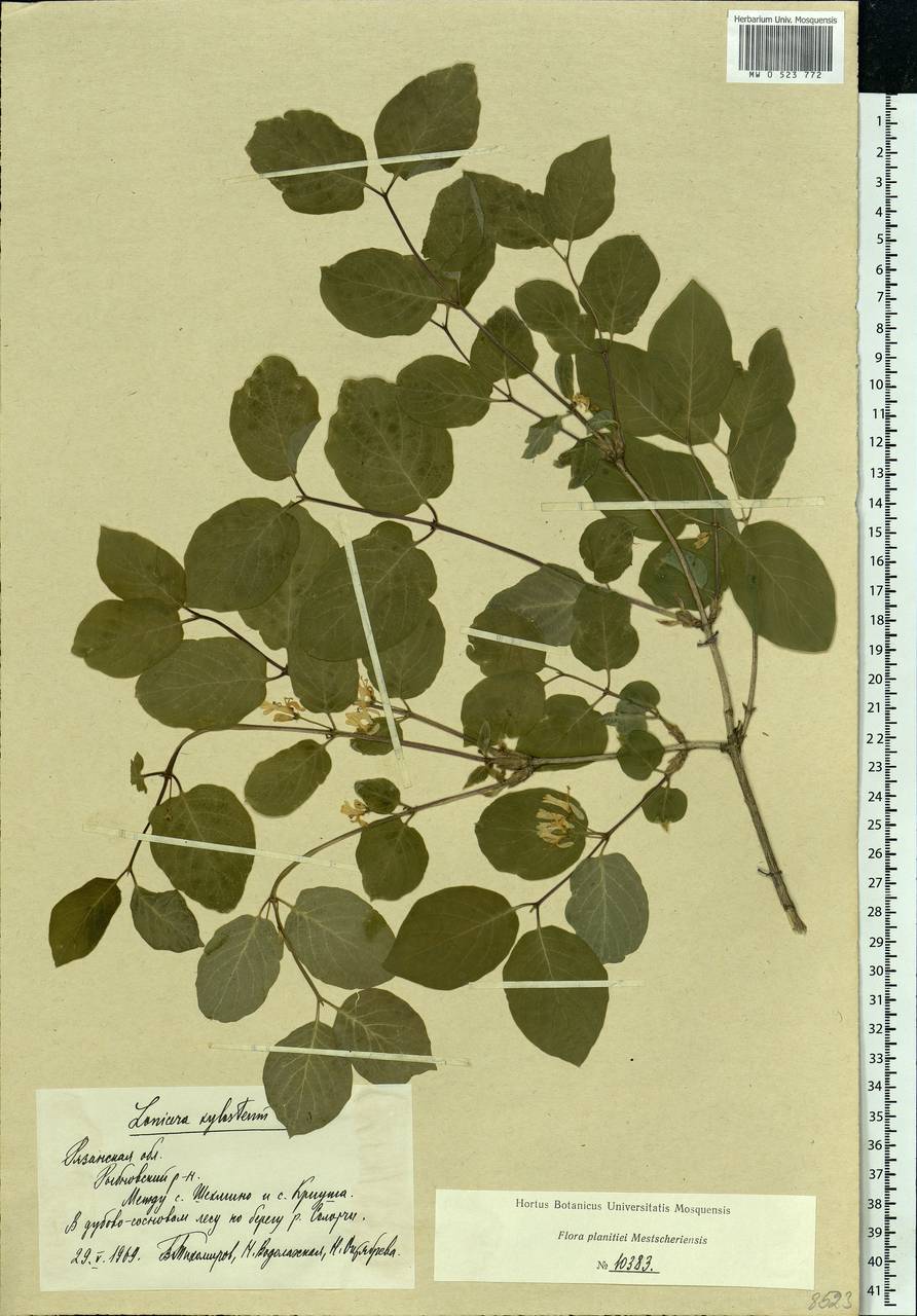 Lonicera xylosteum L., Eastern Europe, Central region (E4) (Russia)