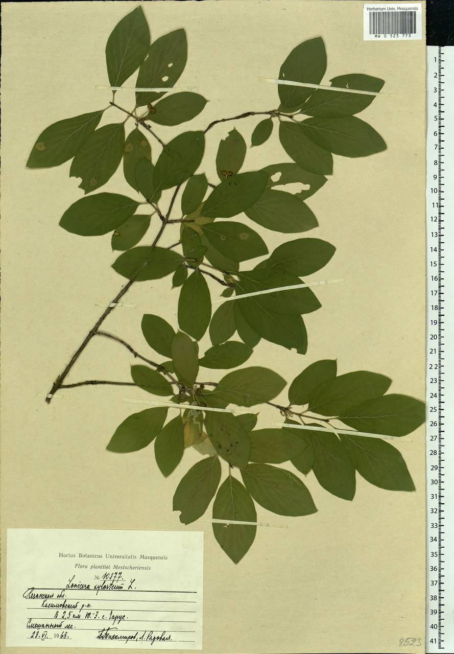 Lonicera xylosteum L., Eastern Europe, Central region (E4) (Russia)