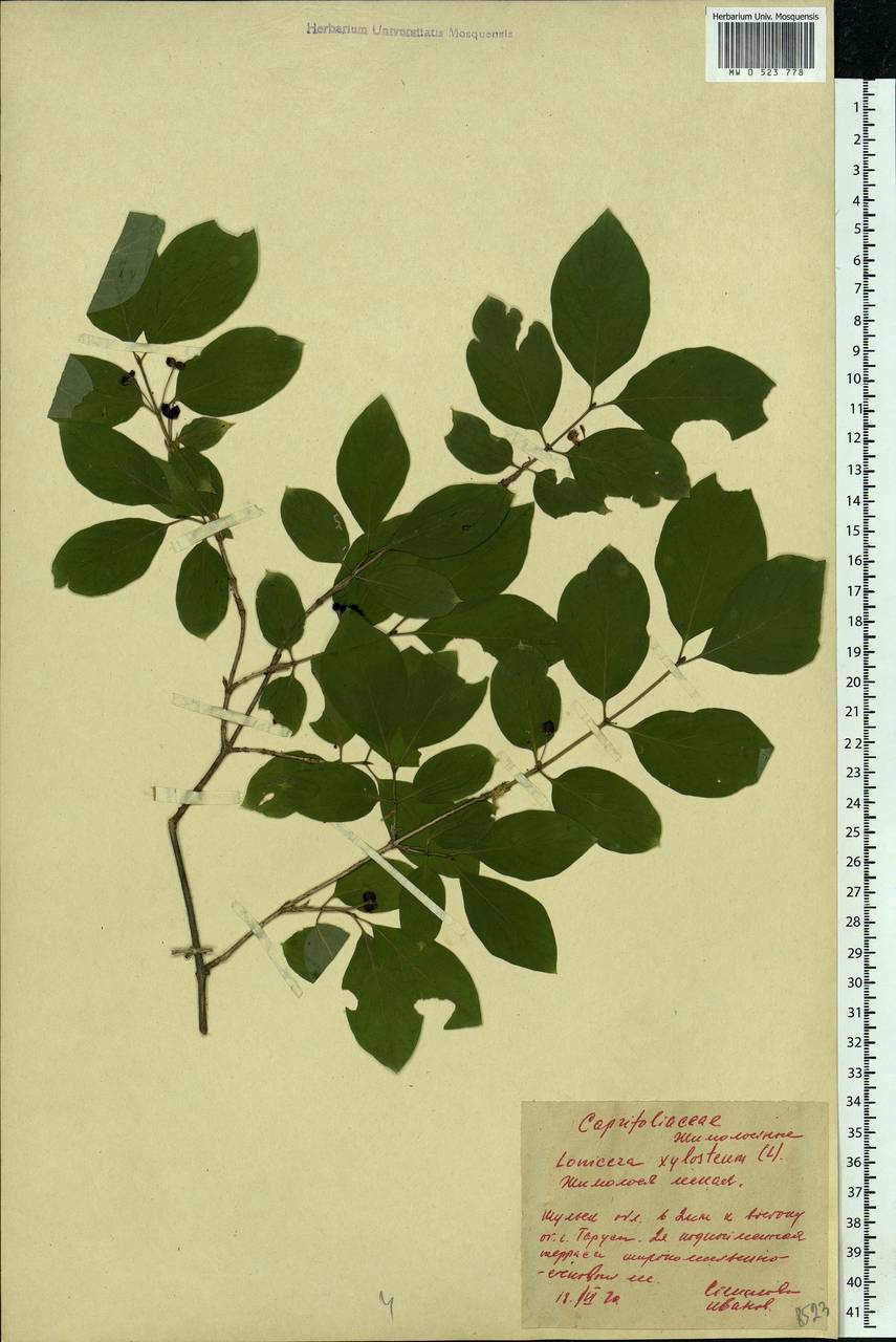 Lonicera xylosteum L., Eastern Europe, Central region (E4) (Russia)