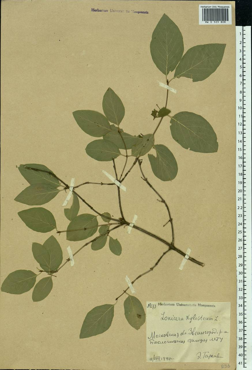 Lonicera xylosteum L., Eastern Europe, Moscow region (E4a) (Russia)