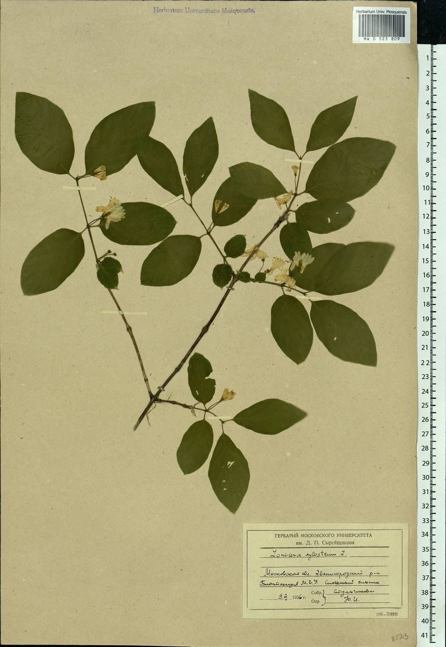 Lonicera xylosteum L., Eastern Europe, Moscow region (E4a) (Russia)