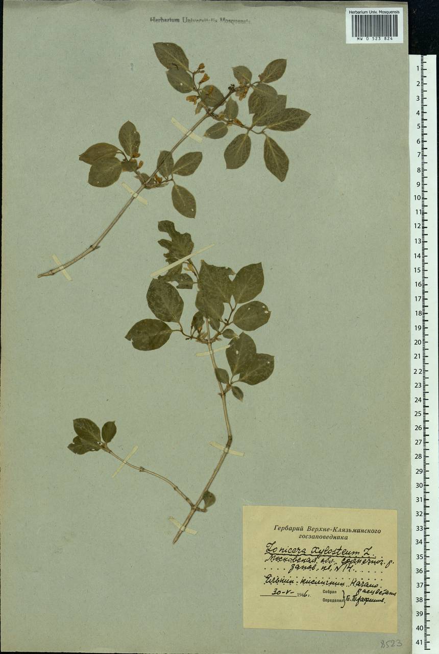 Lonicera xylosteum L., Eastern Europe, Moscow region (E4a) (Russia)