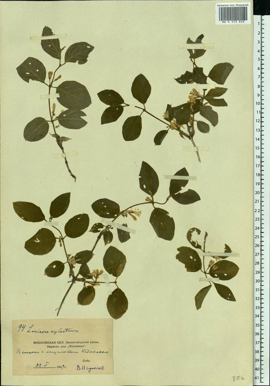 Lonicera xylosteum L., Eastern Europe, Moscow region (E4a) (Russia)