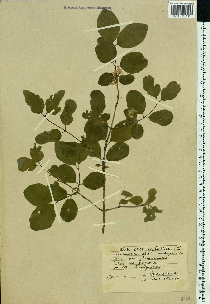 Lonicera xylosteum L., Eastern Europe, Moscow region (E4a) (Russia)