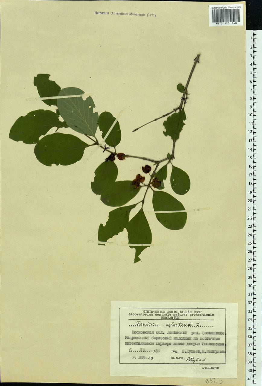 Lonicera xylosteum L., Eastern Europe, Moscow region (E4a) (Russia)