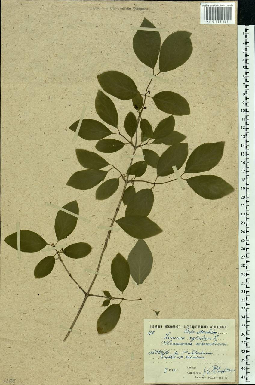 Lonicera xylosteum L., Eastern Europe, Moscow region (E4a) (Russia)