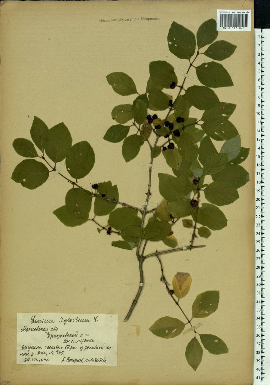 Lonicera xylosteum L., Eastern Europe, Moscow region (E4a) (Russia)