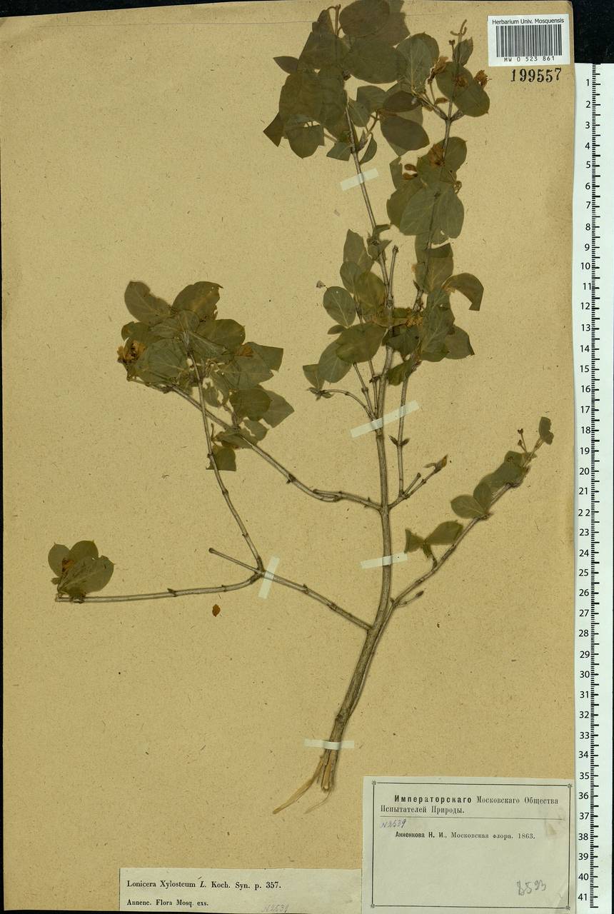Lonicera xylosteum L., Eastern Europe, Moscow region (E4a) (Russia)