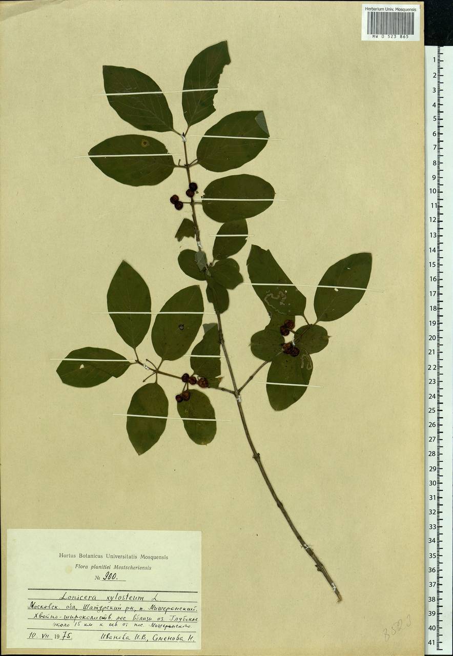 Lonicera xylosteum L., Eastern Europe, Central region (E4) (Russia)