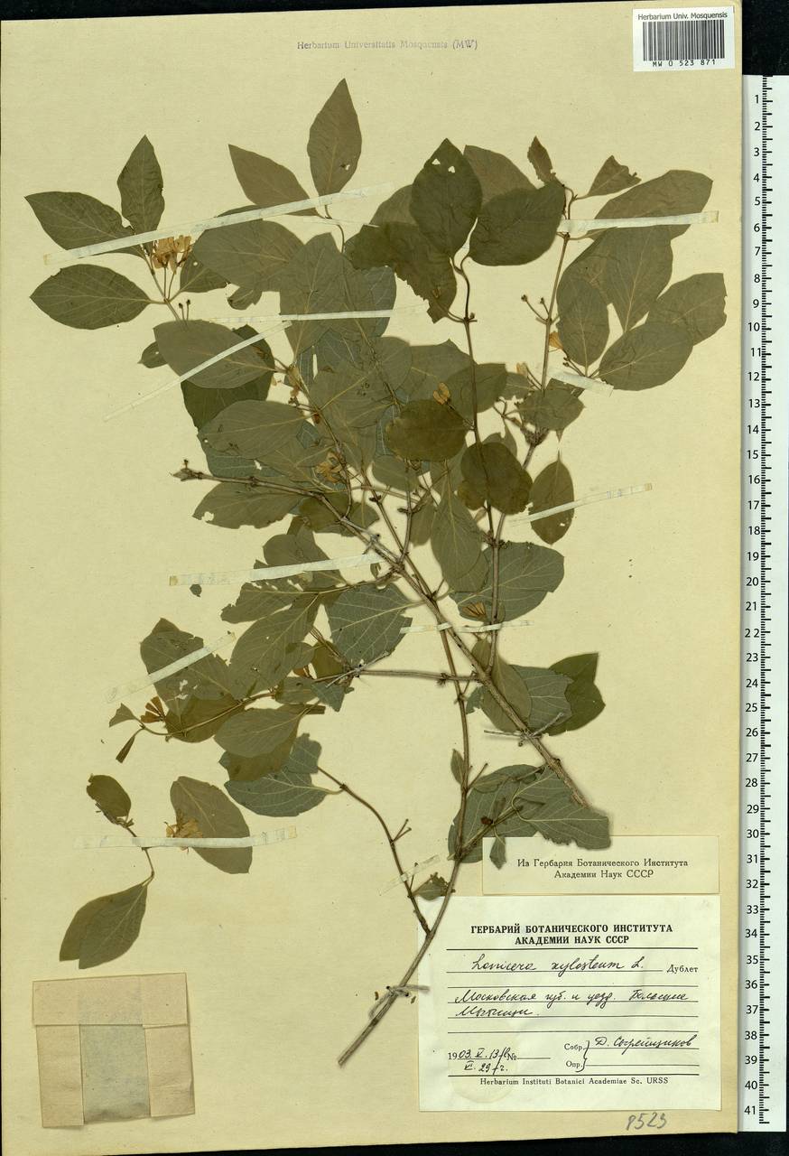 Lonicera xylosteum L., Eastern Europe, Moscow region (E4a) (Russia)