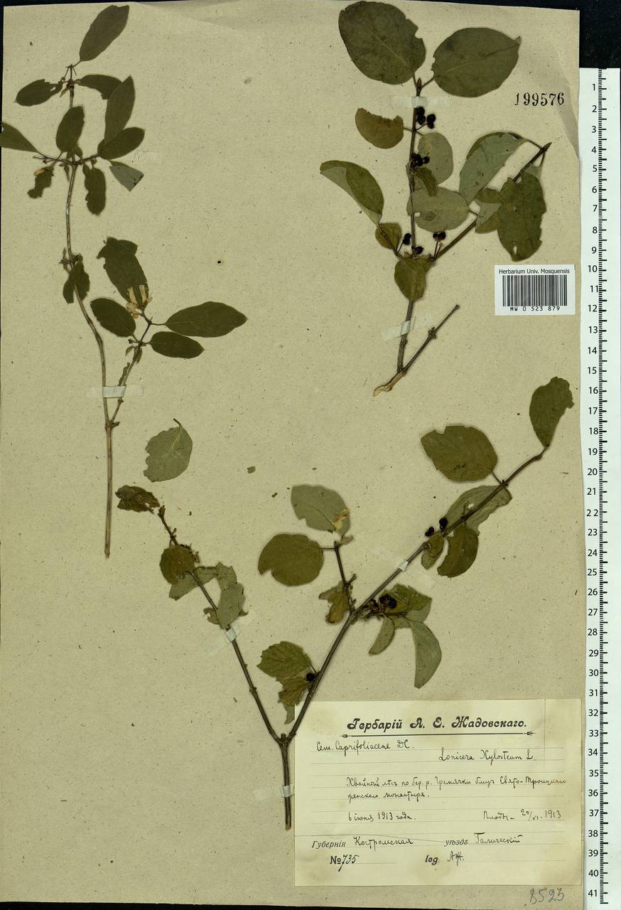 Lonicera xylosteum L., Eastern Europe, Central forest region (E5) (Russia)