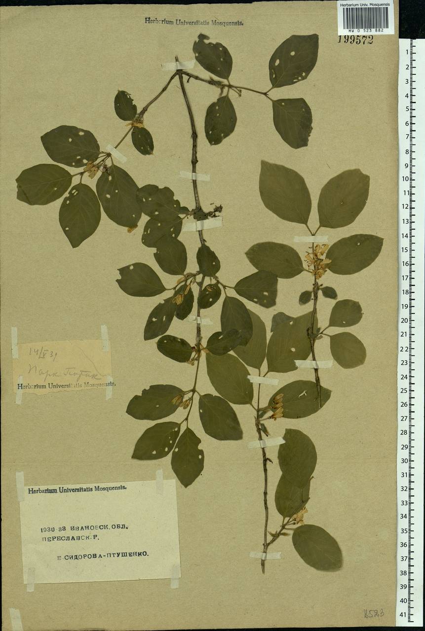 Lonicera xylosteum L., Eastern Europe, Central forest region (E5) (Russia)