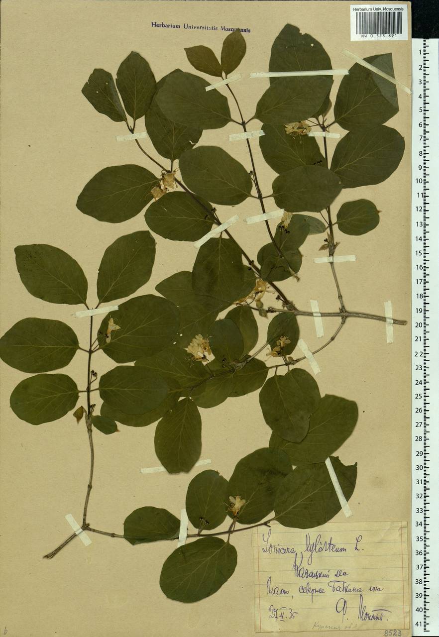 Lonicera xylosteum L., Eastern Europe, Central forest-and-steppe region (E6) (Russia)