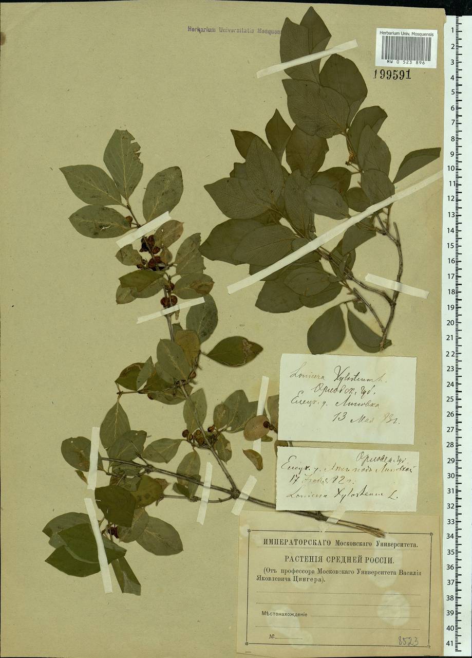 Lonicera xylosteum L., Eastern Europe, Central forest-and-steppe region (E6) (Russia)