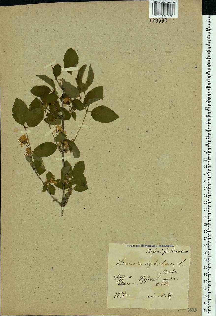 Lonicera xylosteum L., Eastern Europe, Central forest-and-steppe region (E6) (Russia)