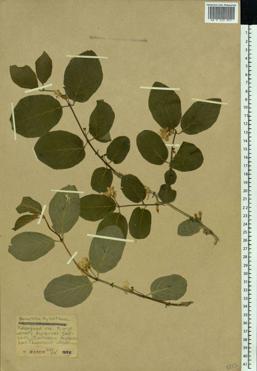 Lonicera xylosteum L., Eastern Europe, Central forest-and-steppe region (E6) (Russia)